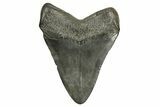 Fossil Megalodon Tooth - South Carolina #370006-1